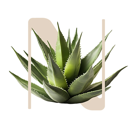 Purify Aloe Vera