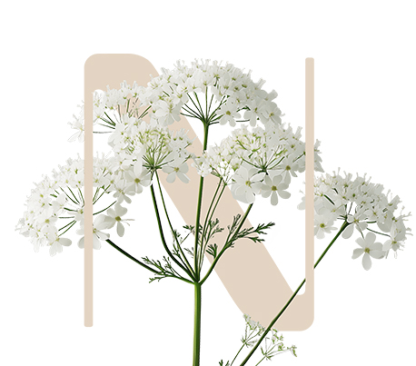 Optimum Life Angelica