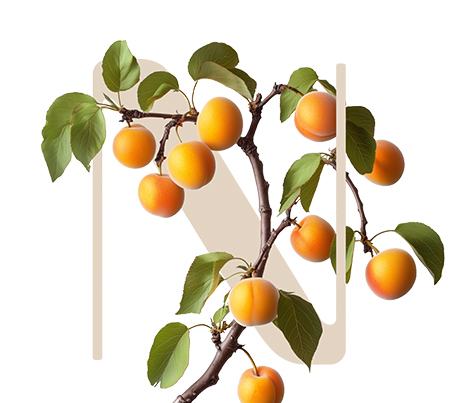 Soothing Light Apricot