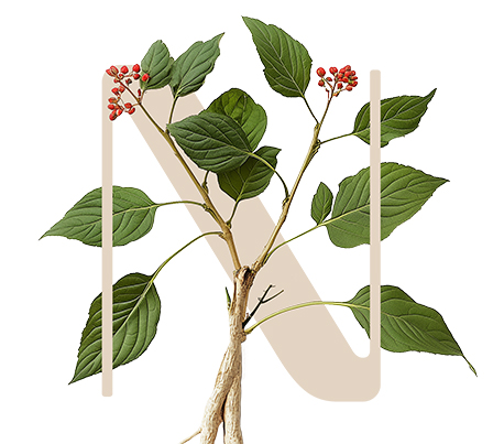 Balancing Energy Asian ginseng