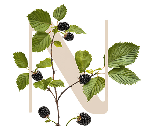 Global Protect Blackberry