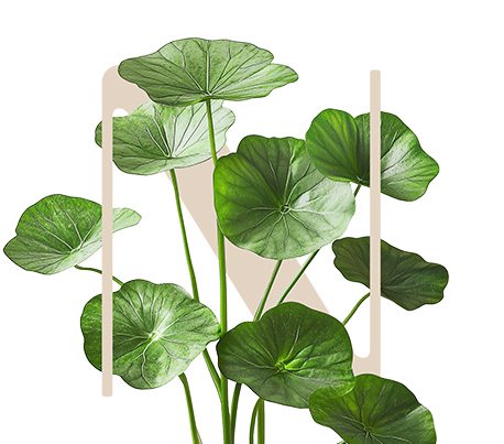 Total Generation Centella asiatica