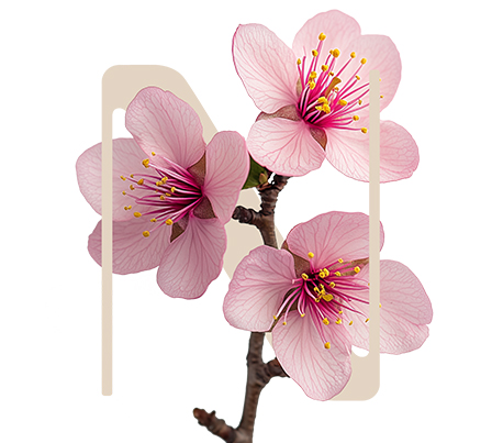 Fragile Japanese Cherry tree