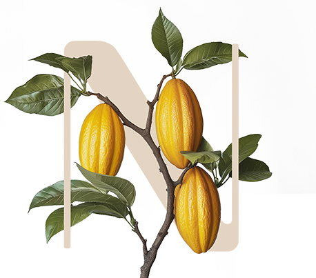 New ReGeneration Cocoa