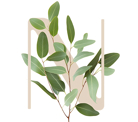 Full Detox Eucalyptus
