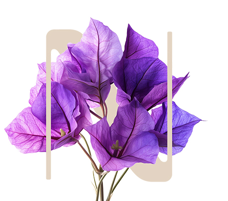Splint&Slim Great Bougainvillea
