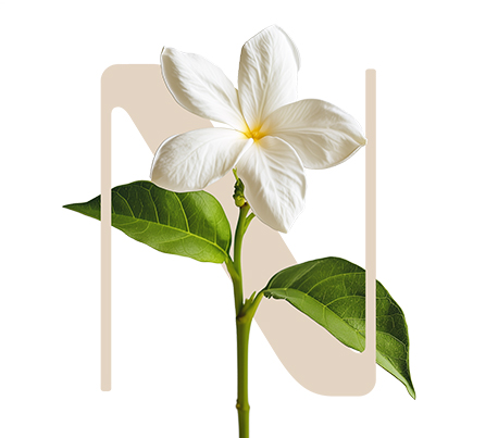 Essential Being Indian jasmine