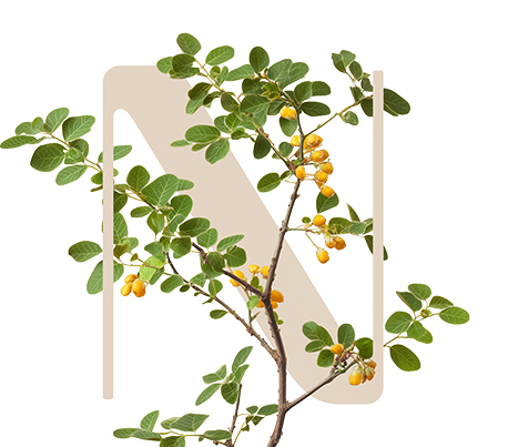 HydraSoothing Oliban