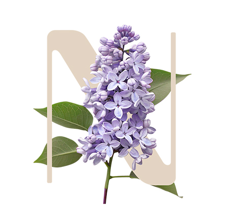 Healthy Shine Lilac