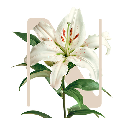 Bright Light Madonna lily