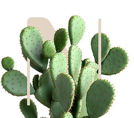 Foreseen Shield Nopal