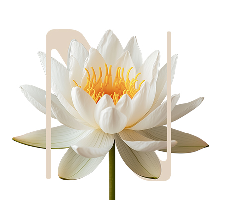 StandStill White water lily