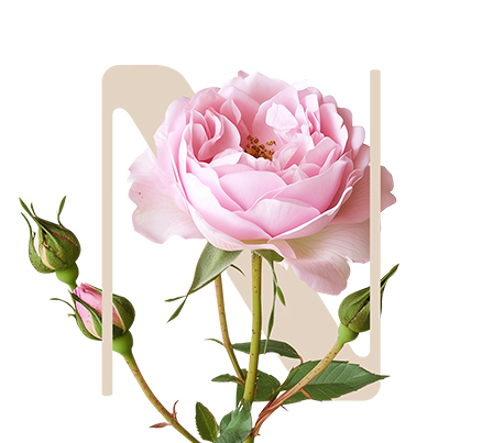 HydraGeneration Pale rose