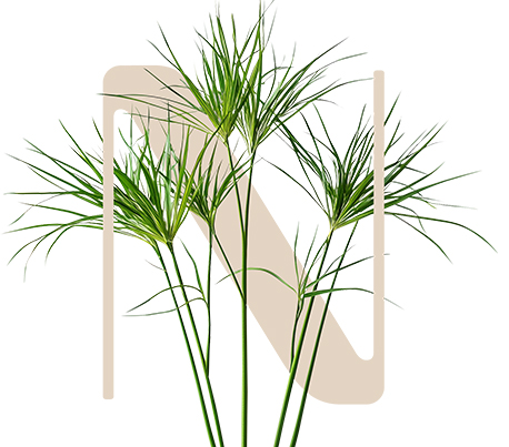 HydraGeneration Papyrus