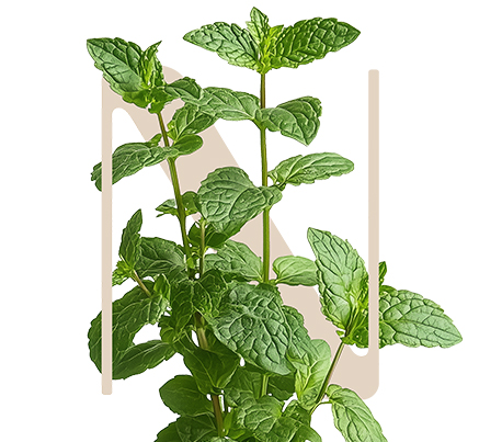 EtHAIReal Peppermint