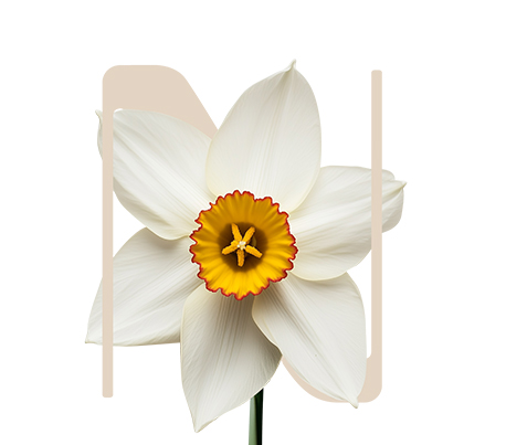 Inside Light Poet’s narcissus
