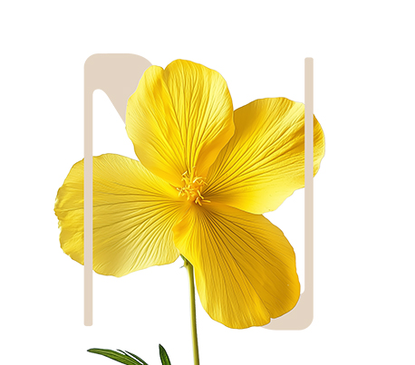 Global Protect Evening primrose