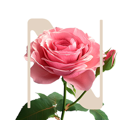 StandStill Rose from Damas