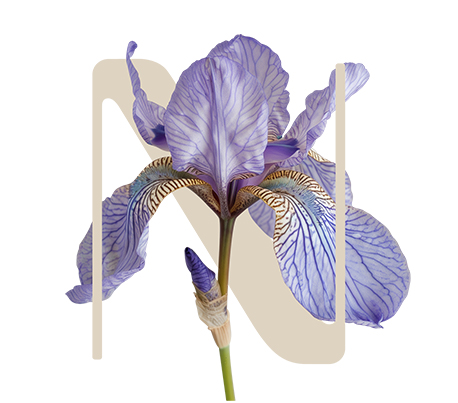 All Even Sweet iris