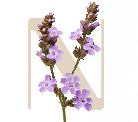 Soothing Light Vervain