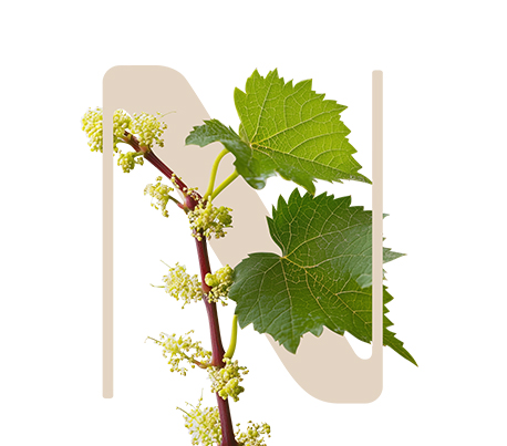 Healthy Perfection (Vitis flower)²