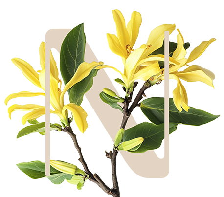 Full Detox Ylang ylang