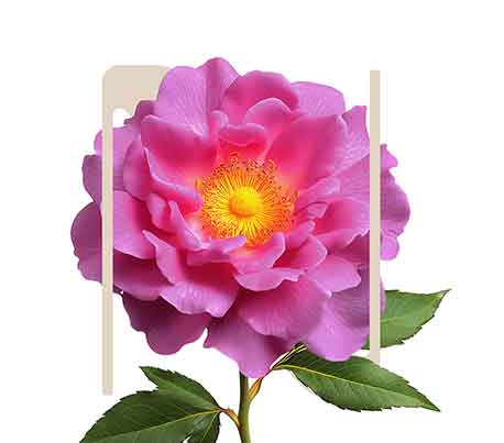 Purify Apothecary’s rose
